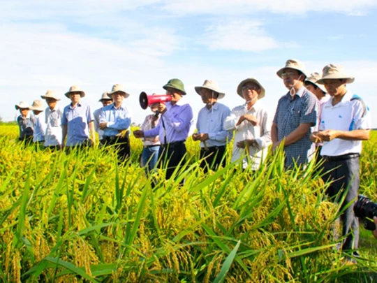 Đẩy mạnh ứng dụng công nghệ thông tin, chuyển đổi số trong khuyến nông