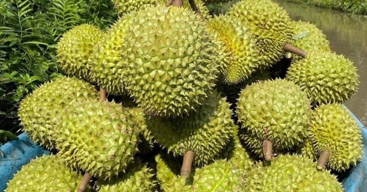 El durian está en peligro