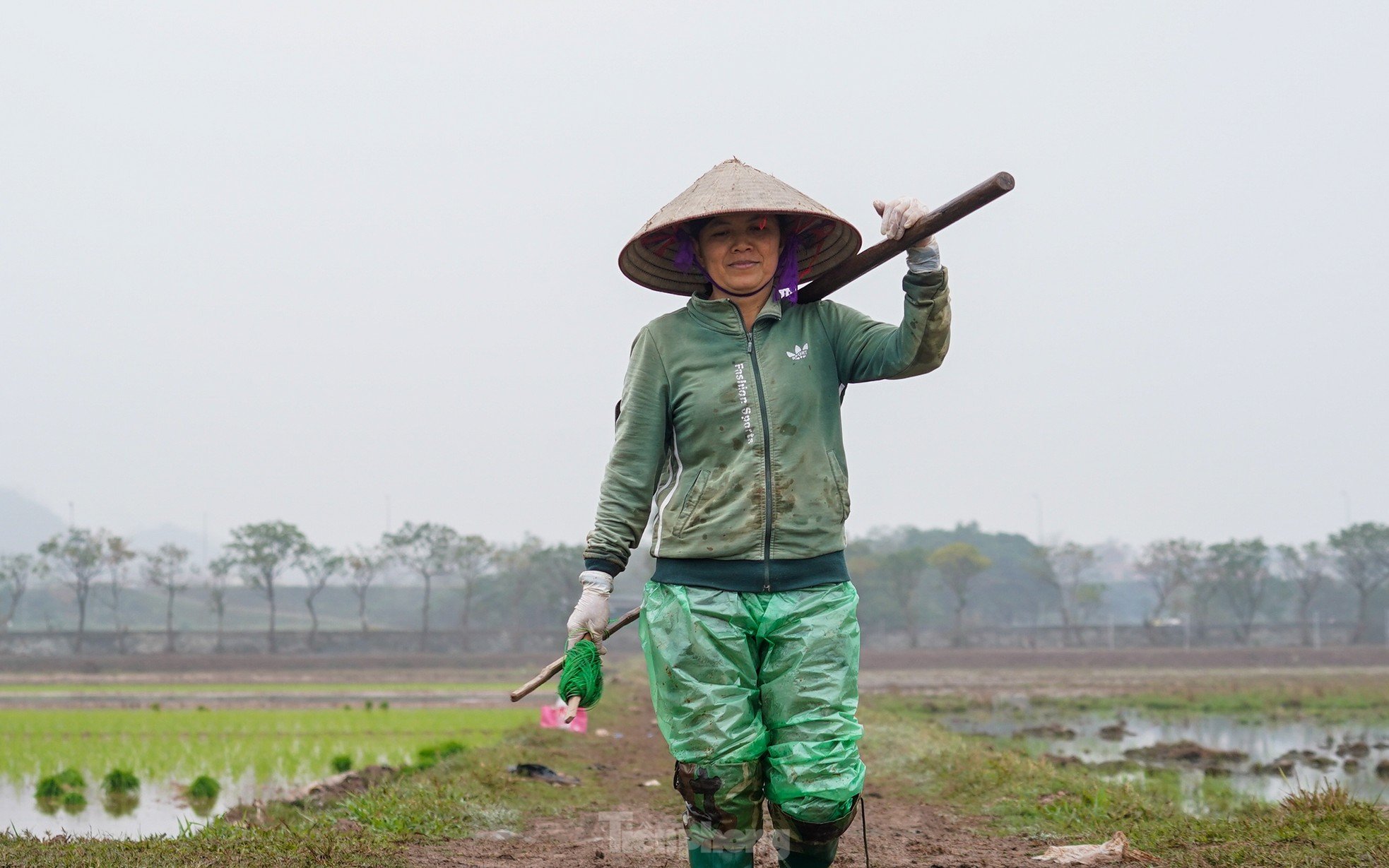 Hanoi farmers wade through rice fields to plant rice in drizzle and cold wind photo 15