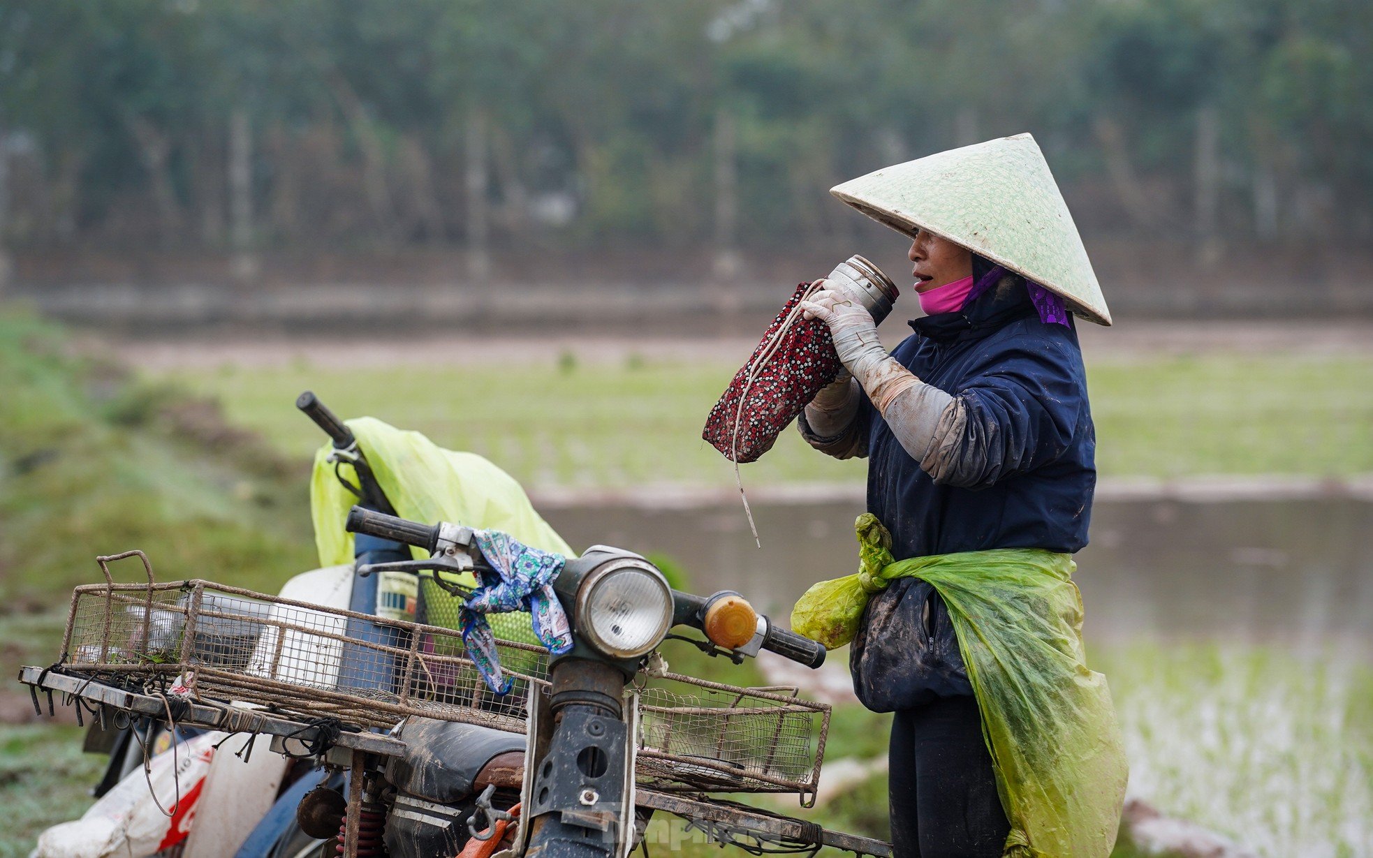 Hanoi farmers wade through rice fields to plant rice in drizzle and cold wind photo 13