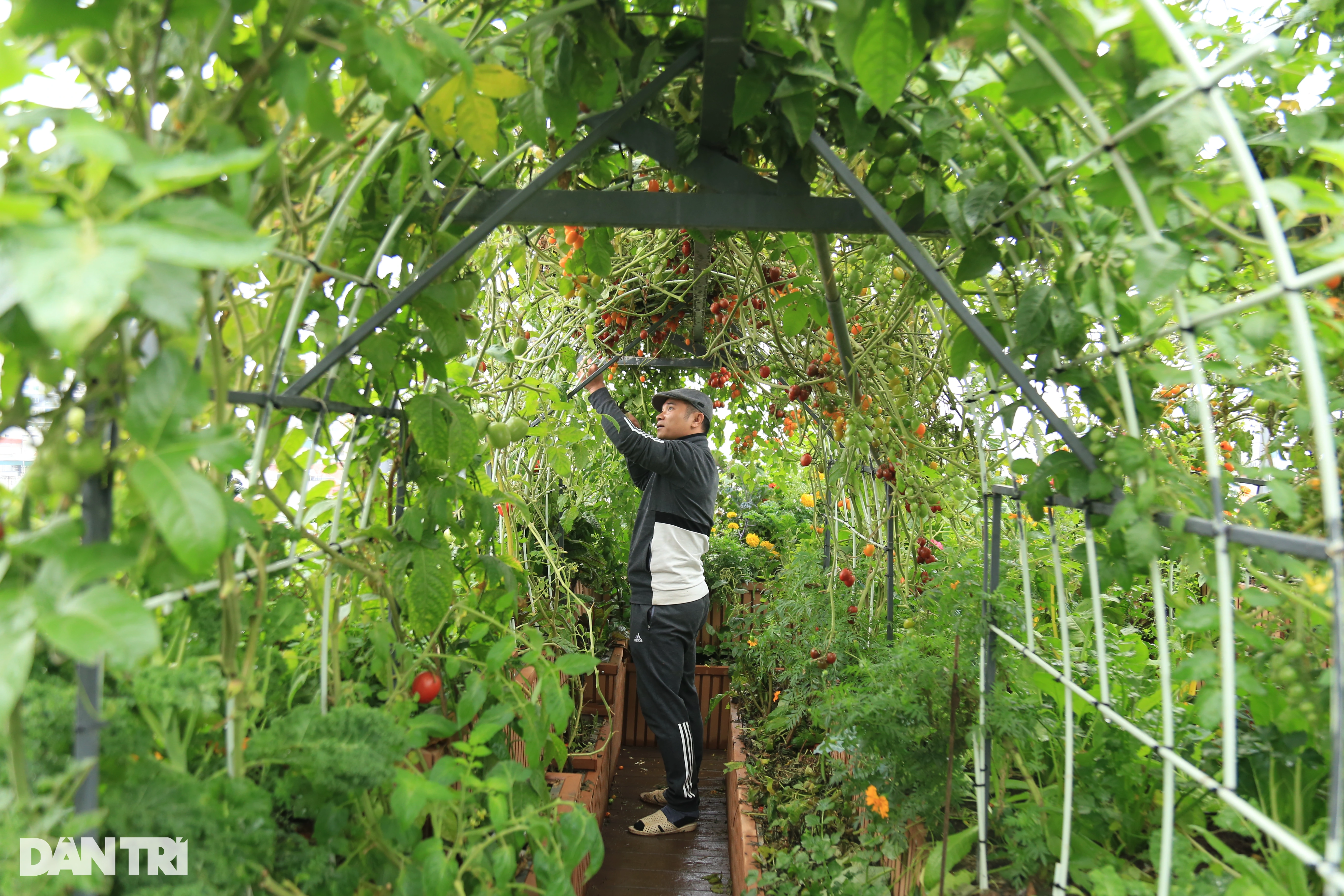 Gastando casi mil millones de dongs para criar peces y cultivar verduras en la azotea en el corazón de Hanoi