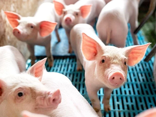 Pig price on February 20, 2025: Surpassing 75,000 VND/kg, continuing to set a new record