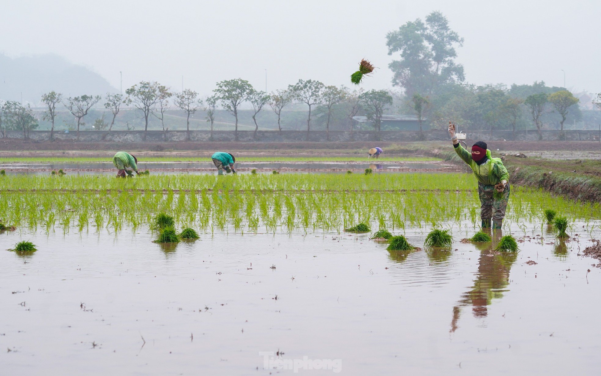 Hanoi farmers wade through rice fields to plant rice in drizzle and cold wind photo 5