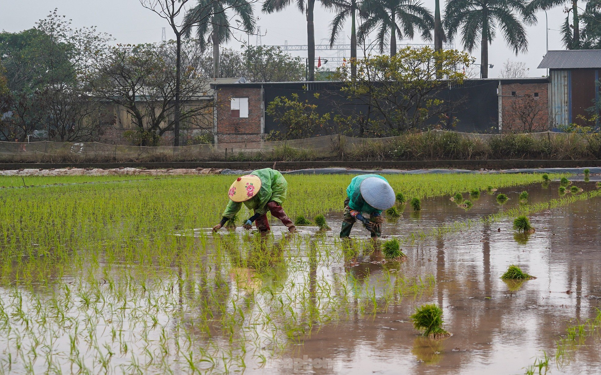 Hanoi farmers wade through rice fields to plant rice in drizzle and cold wind photo 14