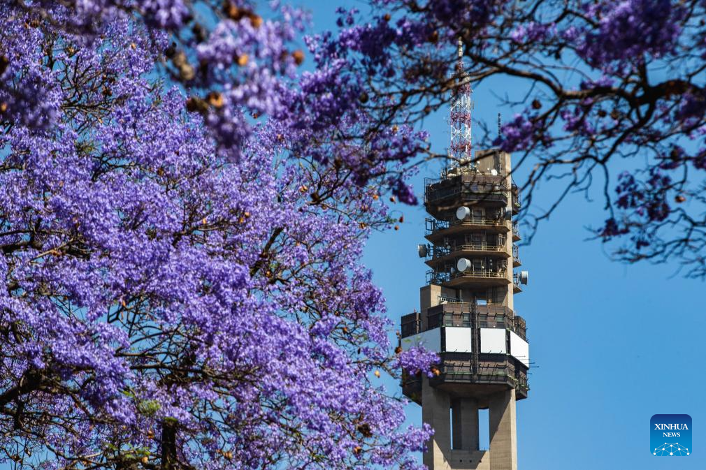 Plongez dans la couleur violette des fleurs de Royal Poinciana qui fleurissent partout en Afrique du Sud