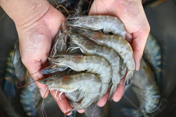 Vietnam accelerates shrimp exports to the United States