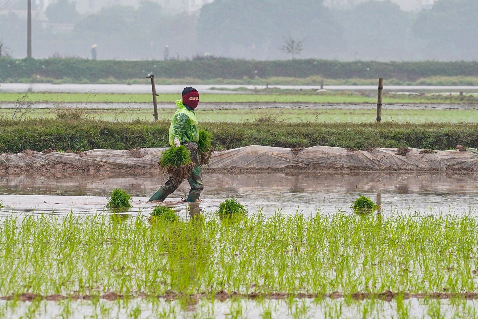 Hanoi farmers wade through rice fields to plant rice in drizzle and cold wind photo 7