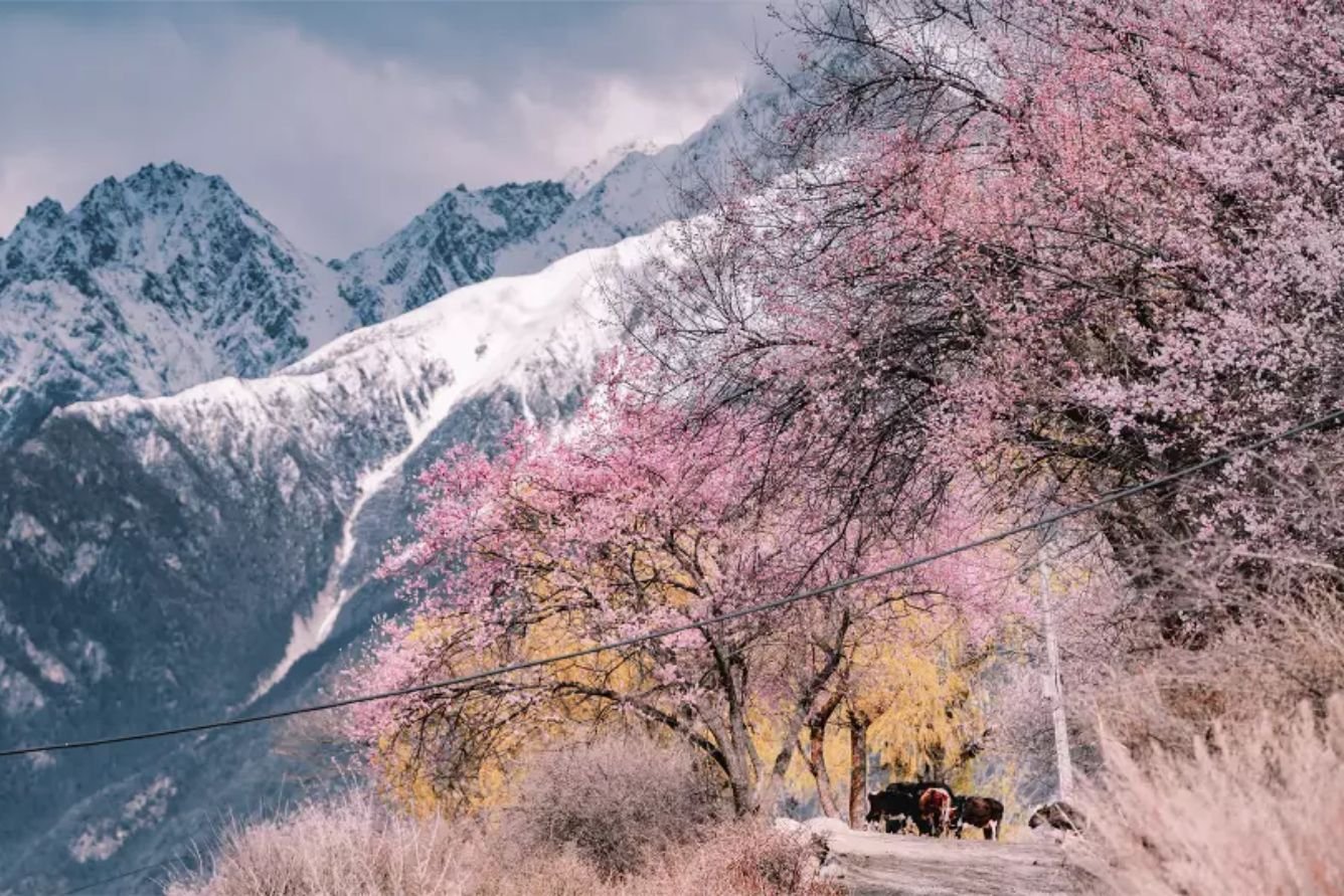 Festival des fleurs de pêcher de Nyingchi : la beauté printanière du plateau tibétain