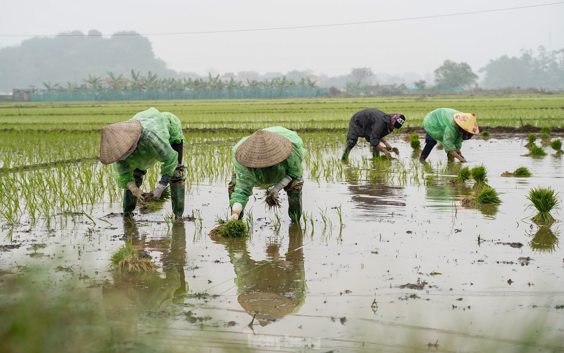 Hanoi farmers wade through rice fields to plant rice in drizzle and cold wind photo 9