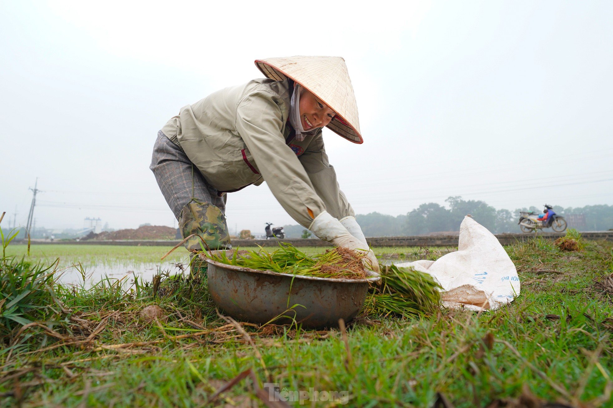 Hanoi farmers wade through rice fields to plant rice in drizzle and cold wind photo 8