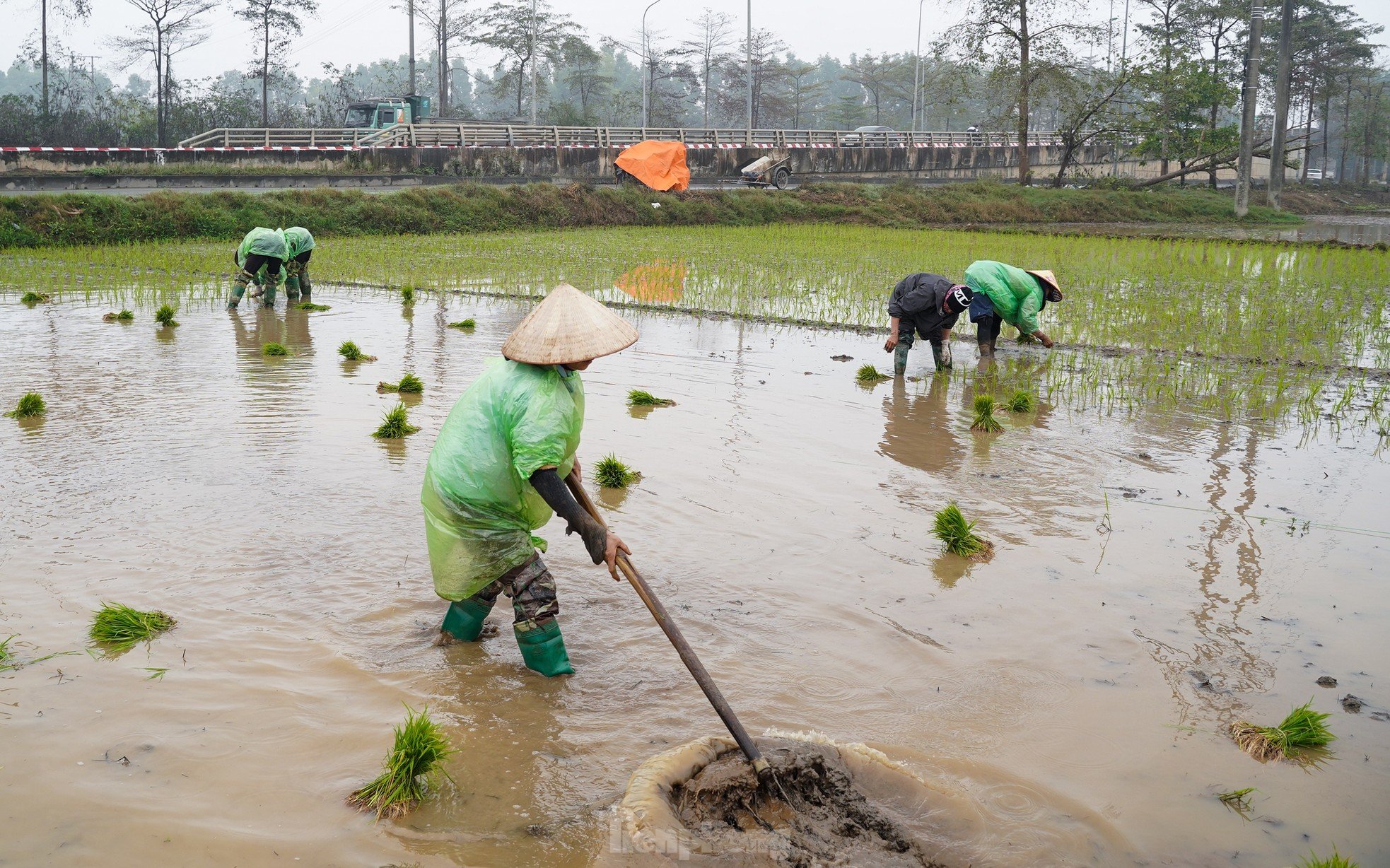 Hanoi farmers wade through rice fields to plant rice in drizzle and cold wind photo 2