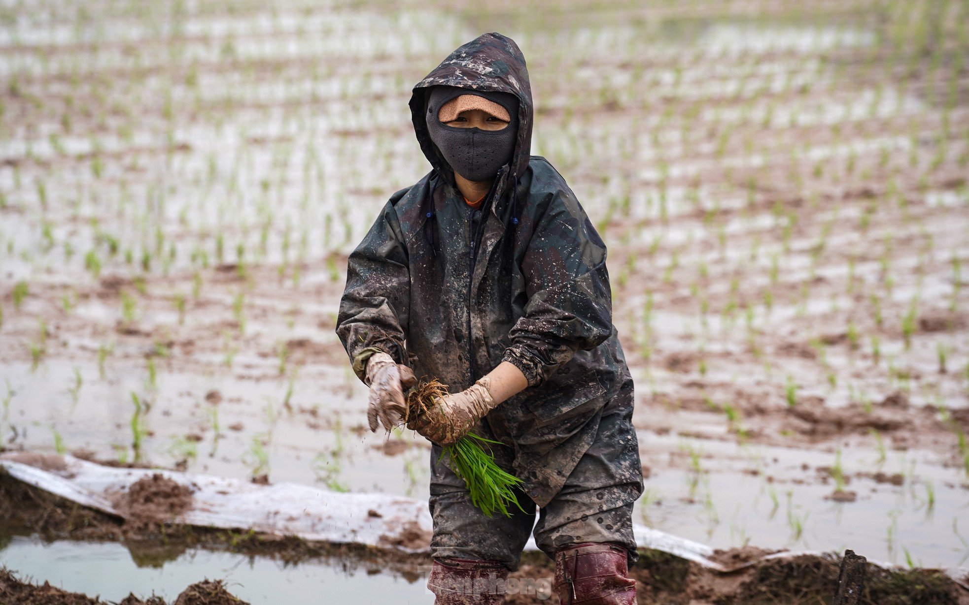 Hanoi farmers wade through rice fields to plant rice in drizzle and cold wind photo 12