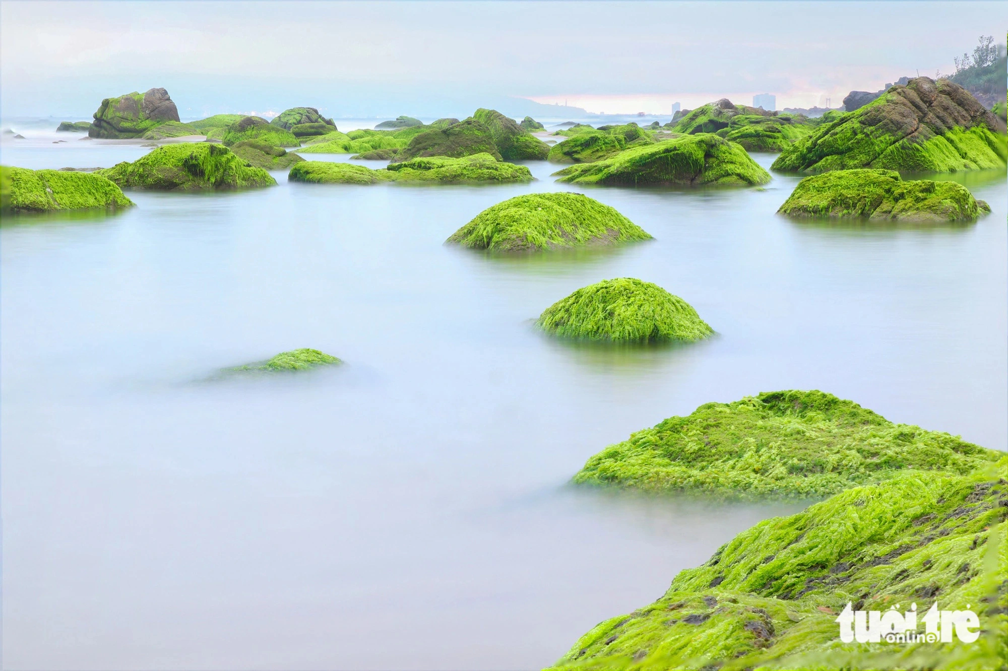 Watching the green moss field in Da Nang makes thousands of tourists fascinated