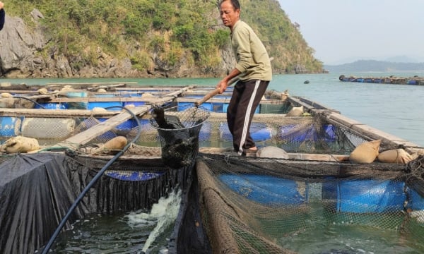 Ngành Nông nghiệp nỗ lực đóng góp vào mục tiêu tăng trưởng chung