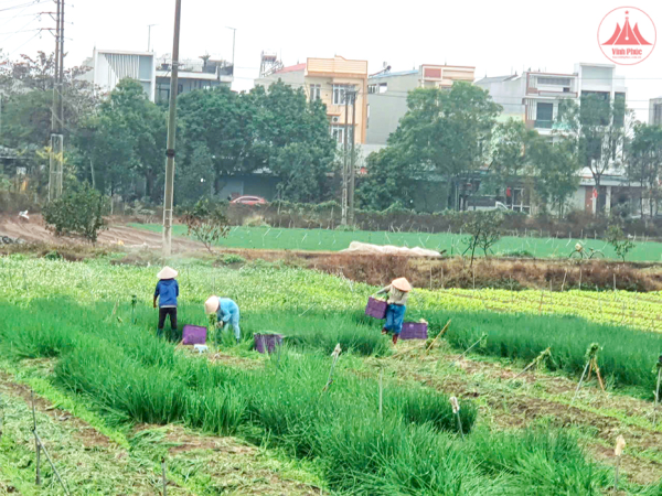 Farmers liberate their fields, vegetable prices fall sharply