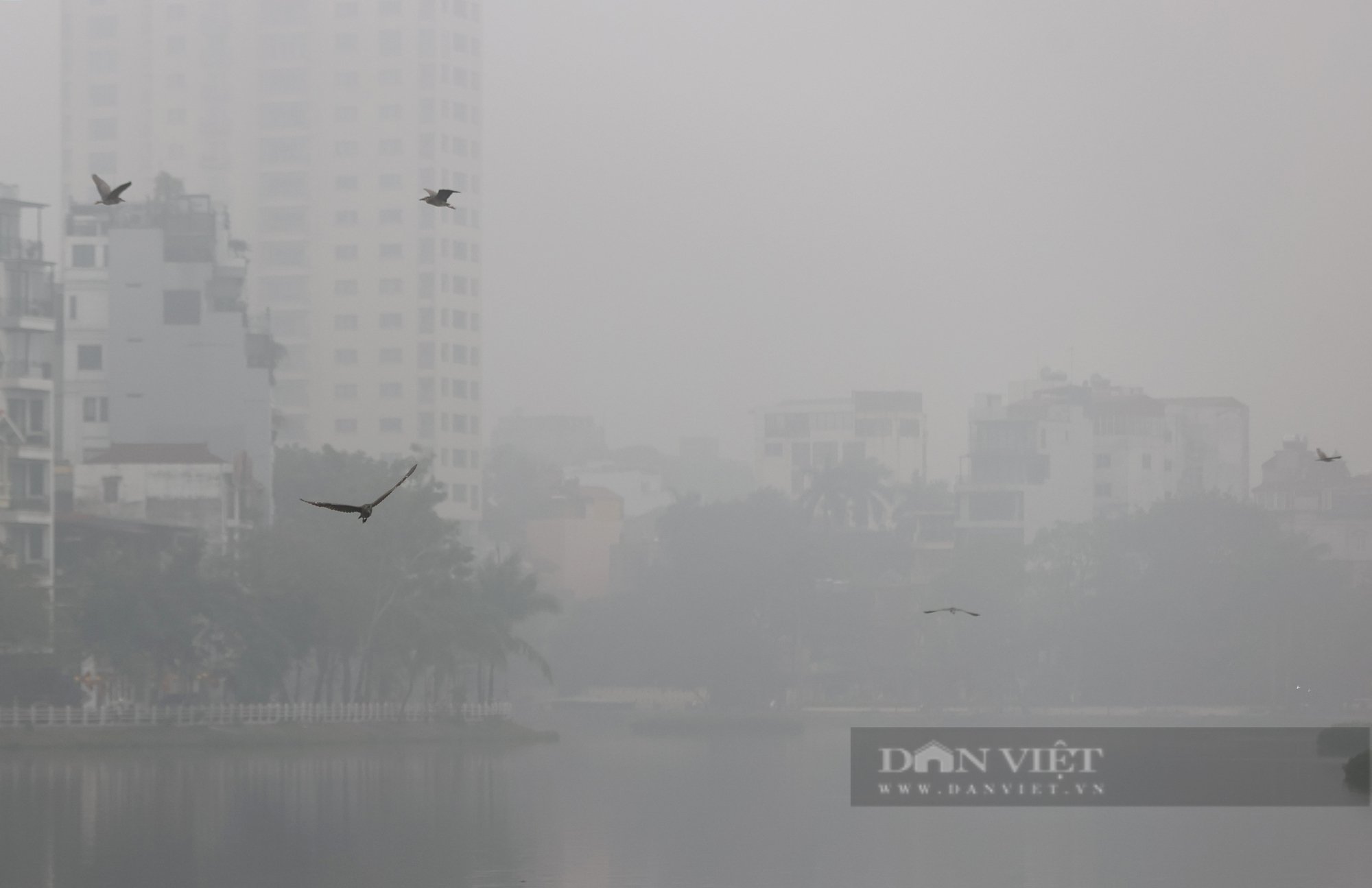 Đàn chim hoang dã trăm con ẩn hiện trên mặt hồ Trúc Bạch dưới làn sương mù huyền ảo- Ảnh 11.