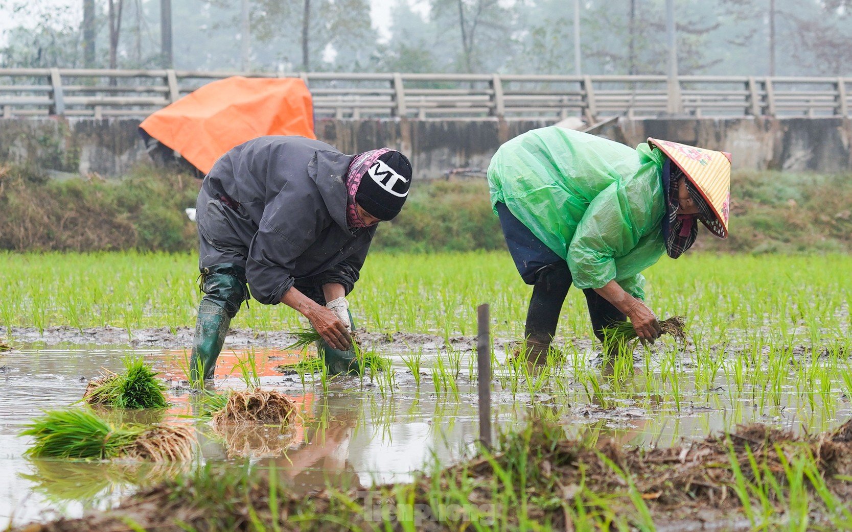 Hanoi farmers wade through rice fields to plant rice in drizzle and cold wind photo 10