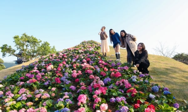 Profitez de Sun World Ha Long au printemps, ne manquez pas ces expériences