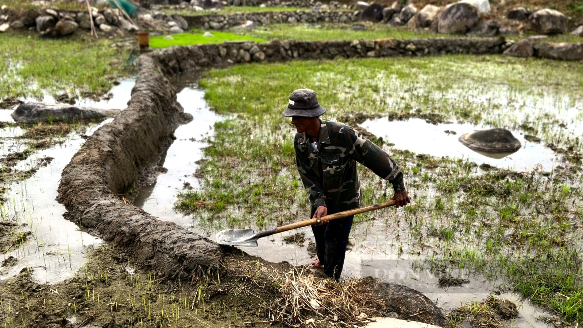 Cánh đồng lởm chởm đá tảng nhưng người dân một xã ở Lâm Đồng vẫn giữ lại, trồng lúa vài chục năm qua - Ảnh 3.