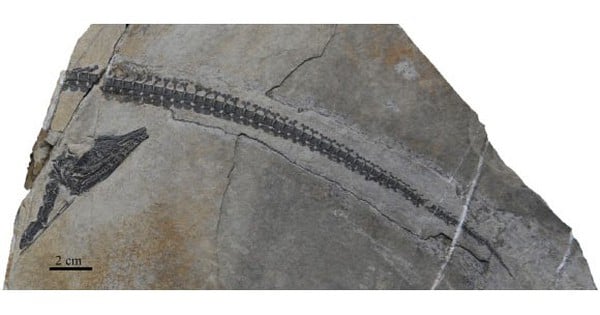 244 million-year-old "dragon fossil" appears in China