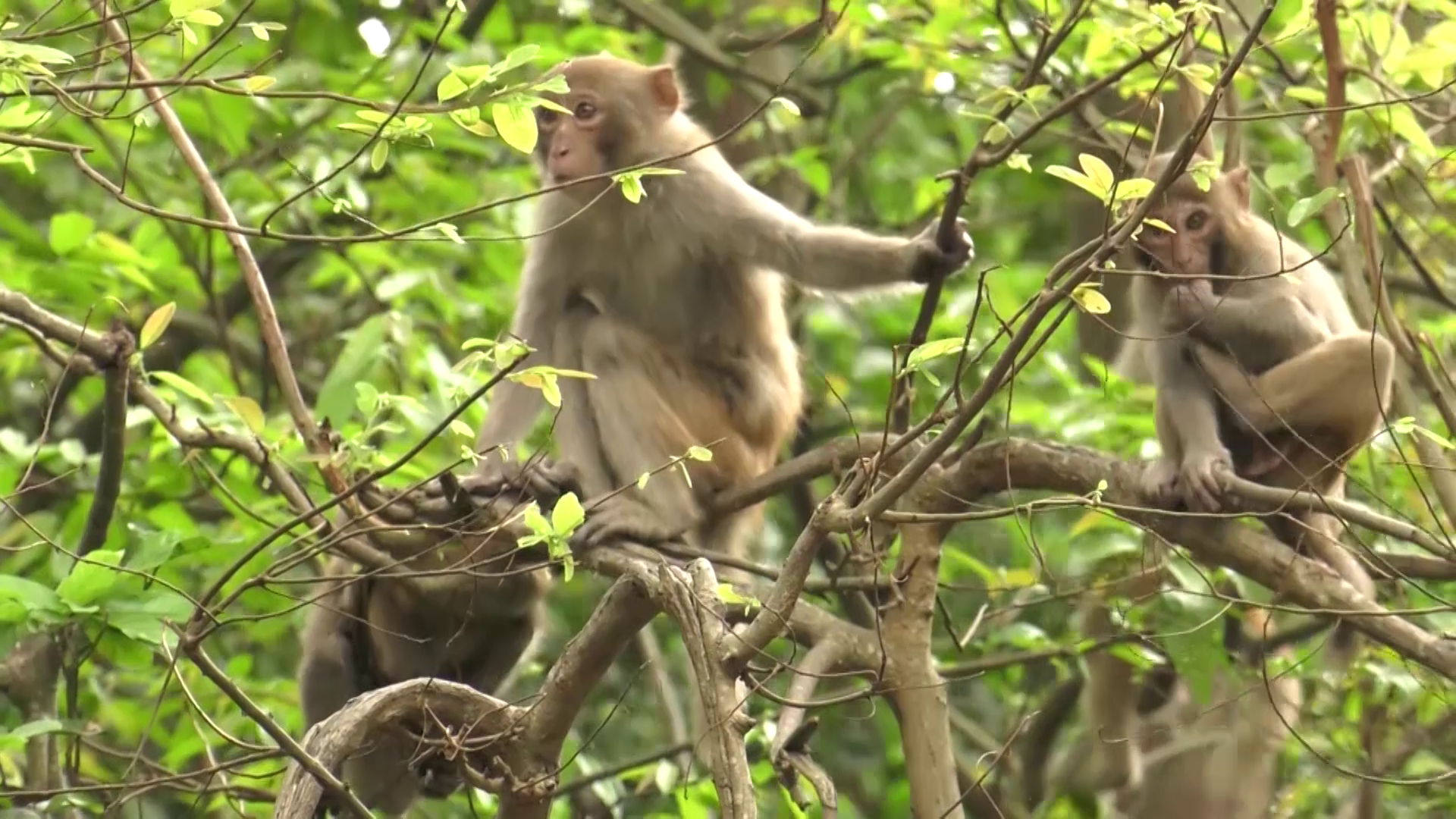 Discover the 'kingdom' of golden monkeys in the heart of Bai Tu Long heritage