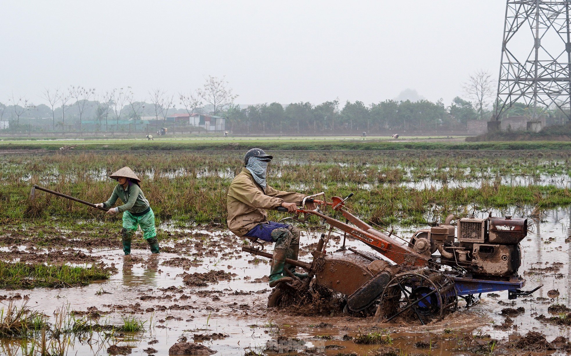 Hanoi farmers wade through rice fields to plant rice in drizzle and cold wind photo 6