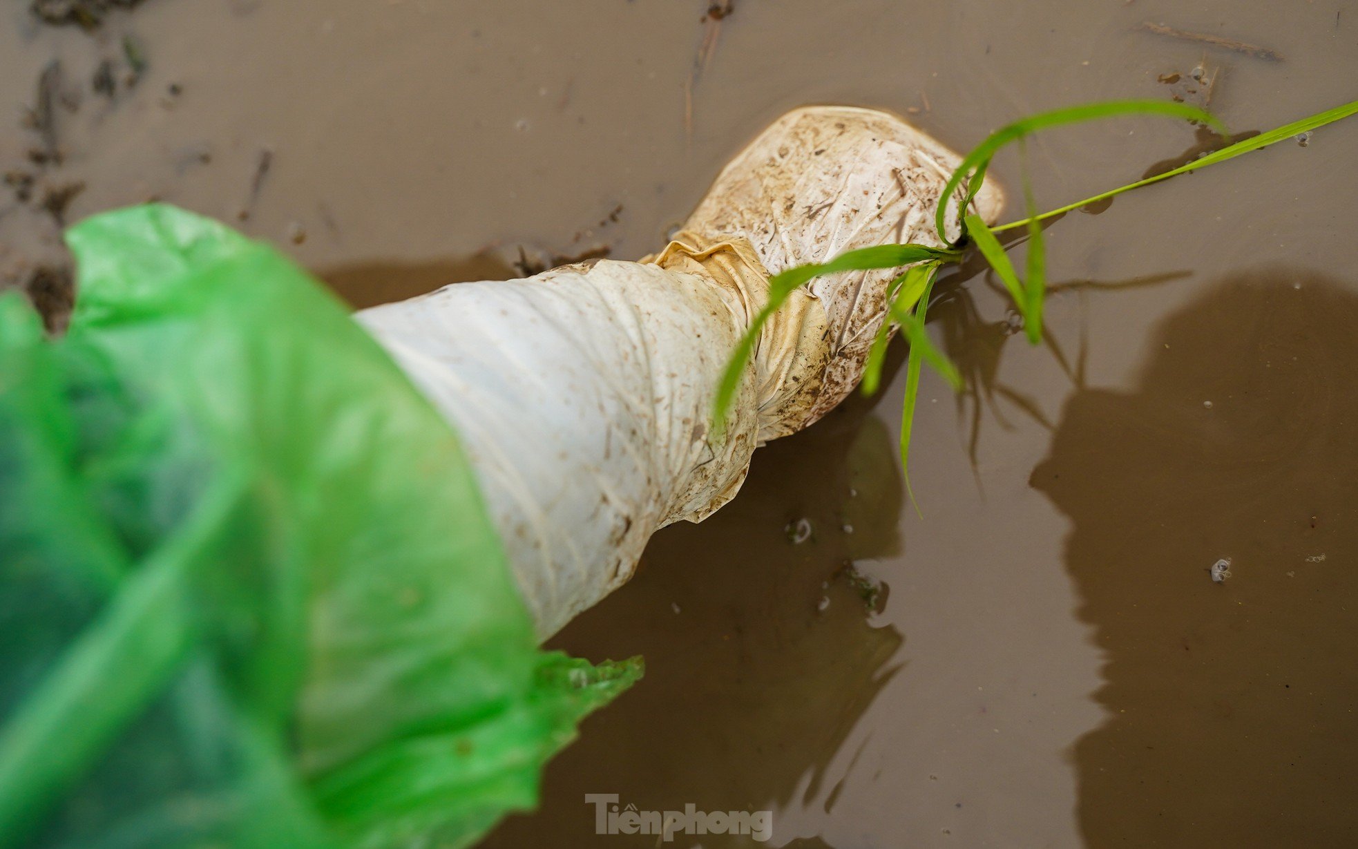 Hanoi farmers wade through rice fields to plant rice in drizzle and cold wind photo 4