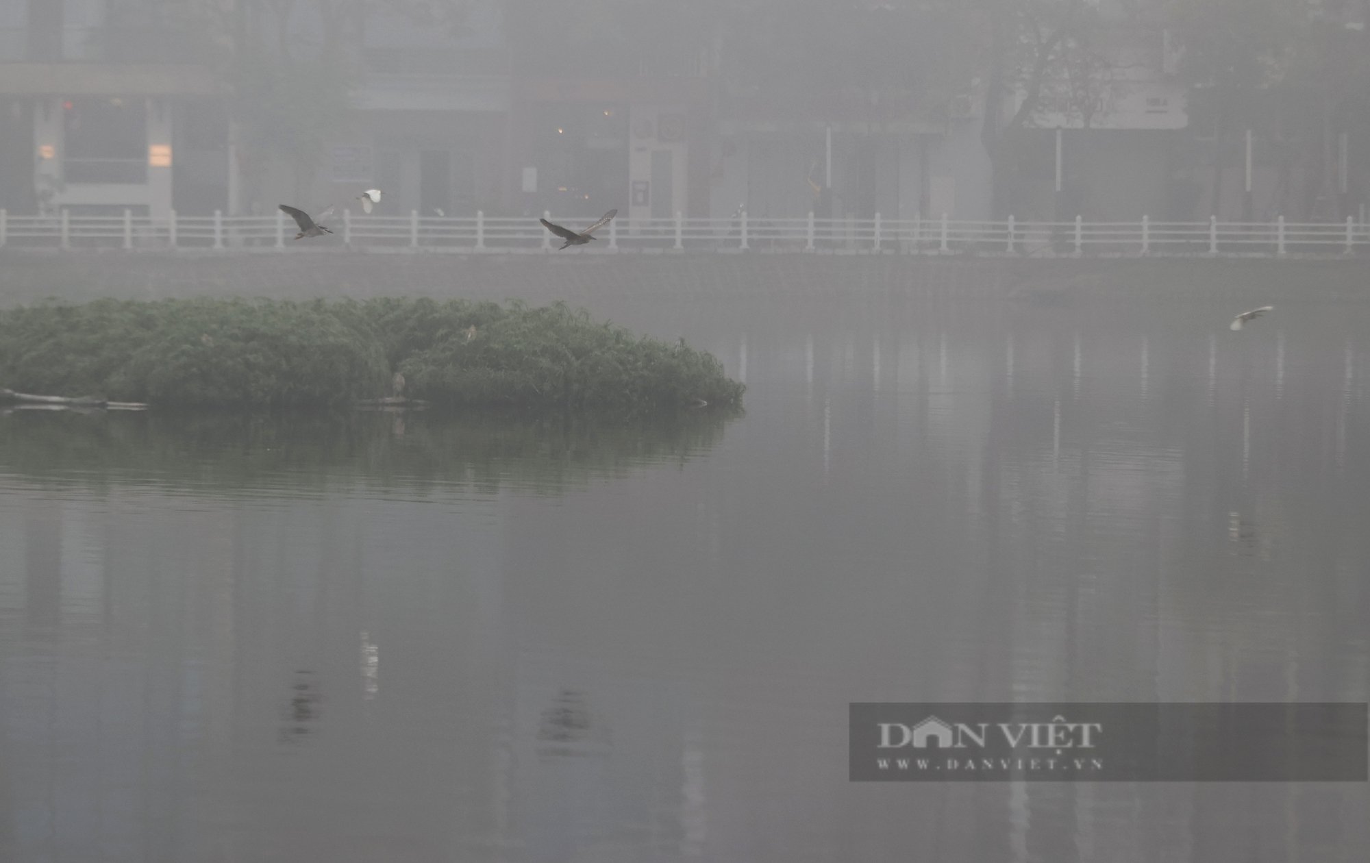 Đàn chim hoang dã trăm con ẩn hiện trên mặt hồ Trúc Bạch dưới làn sương mù huyền ảo- Ảnh 9.