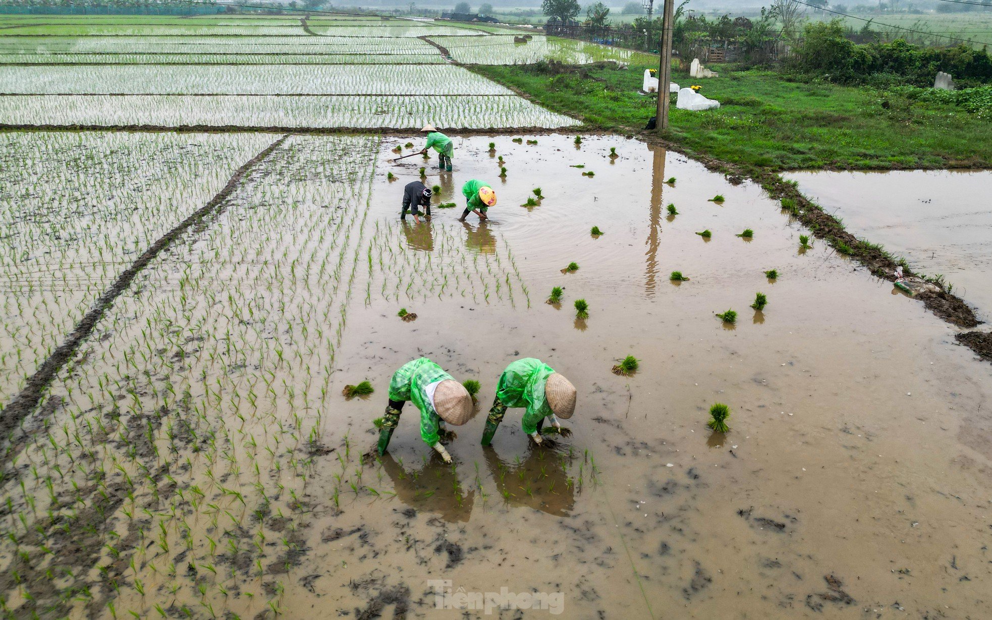 Hanoi farmers wade through rice fields to plant rice in drizzle and cold wind photo 1