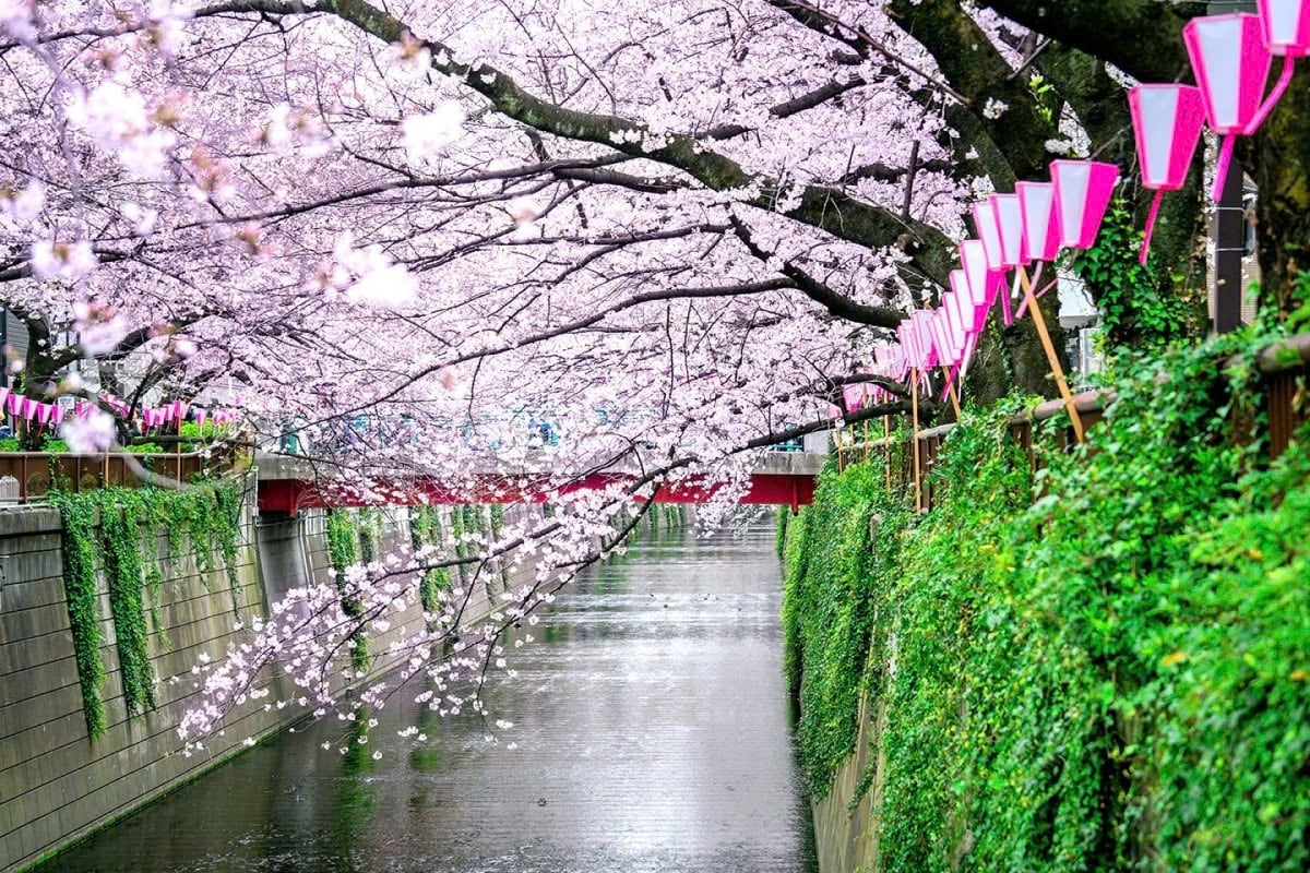 Những địa điểm du lịch Nhật Bản đẹp nhất vào mùa hoa anh đào