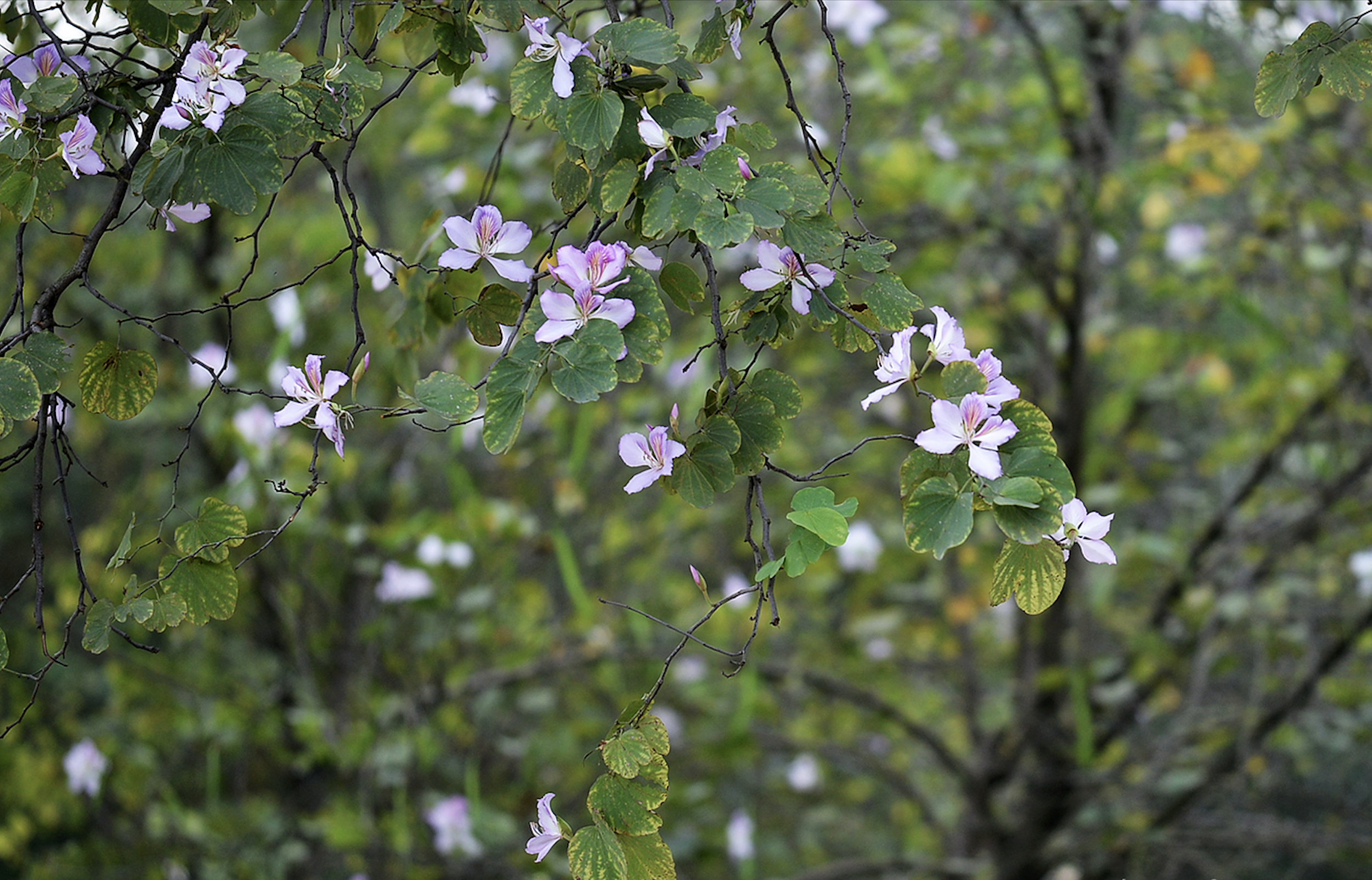 ハノイの中心部で早咲きのバンの花が驚くほど美しい