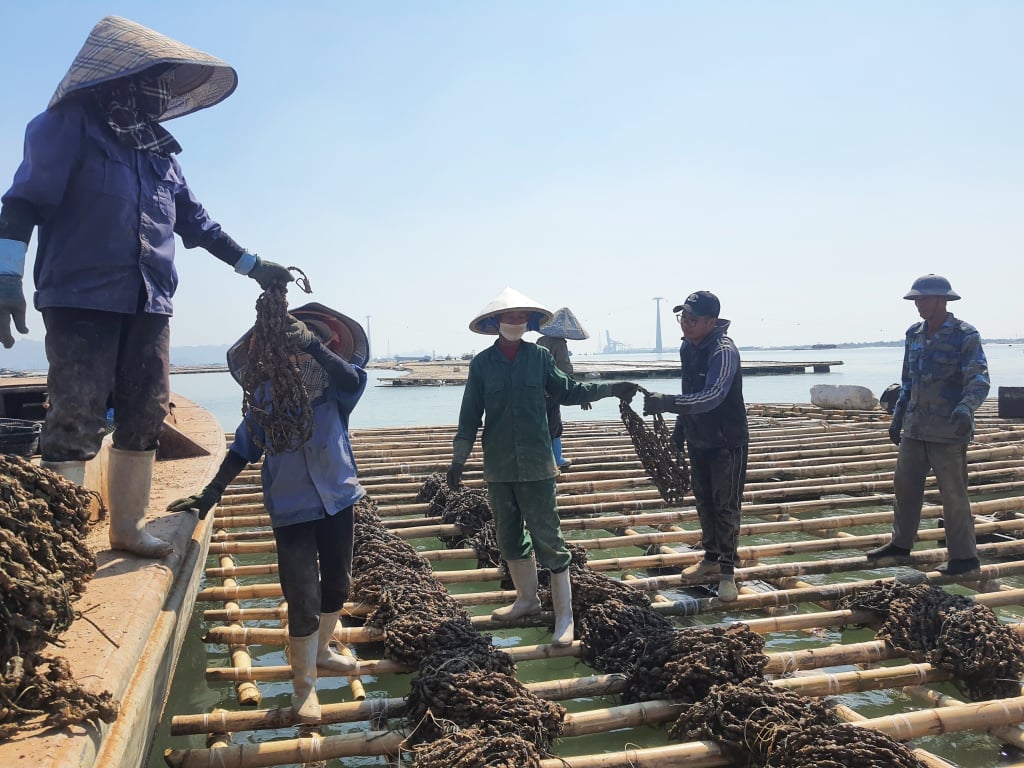 Quang Yen people raise oysters on the assigned sea surface area.