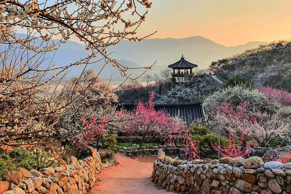 Plongez dans la beauté de la saison des pruniers en fleurs en Corée : festivals et destinations incontournables