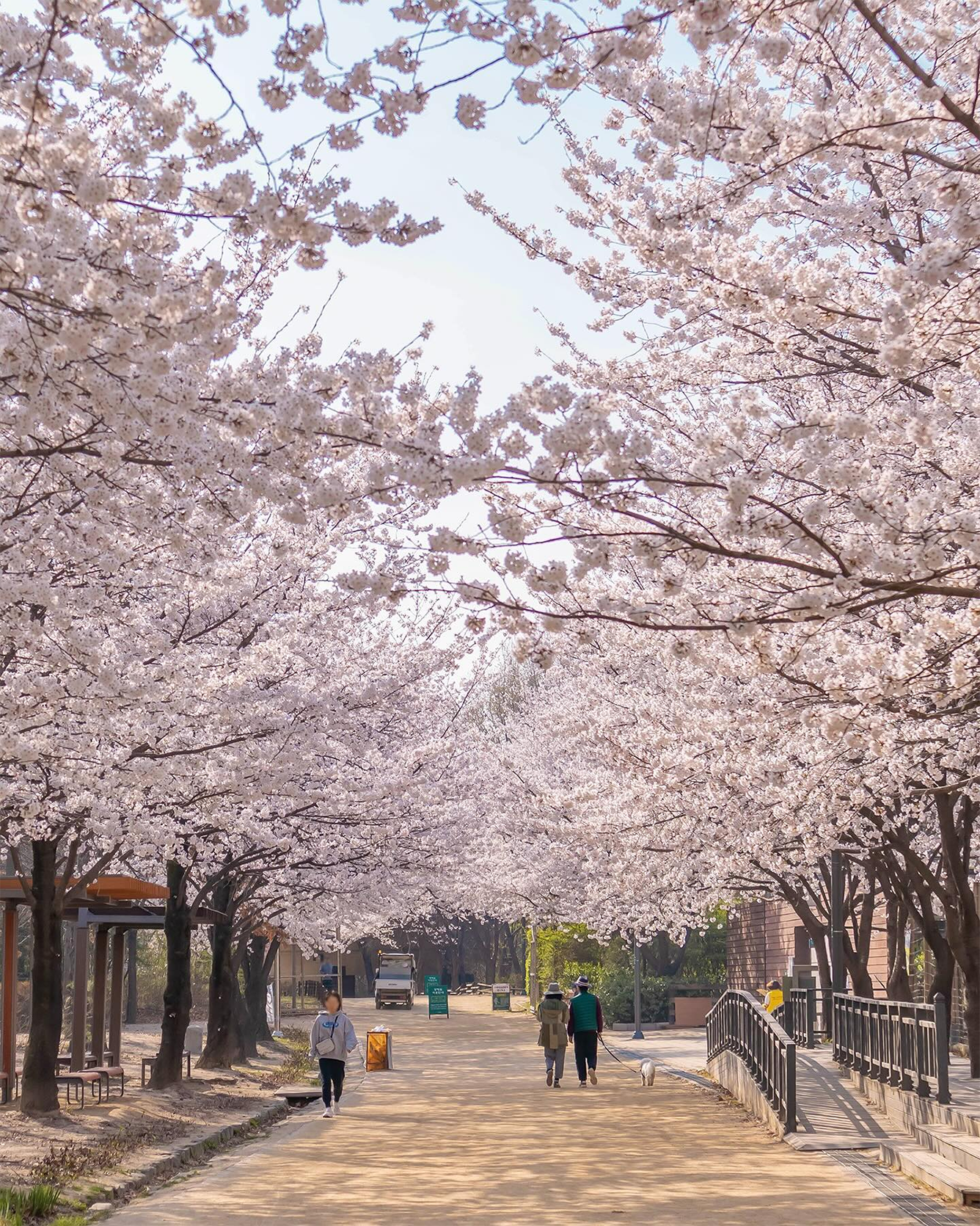 Descubra la temporada de los cerezos en flor en Corea: lugares que no debe perderse