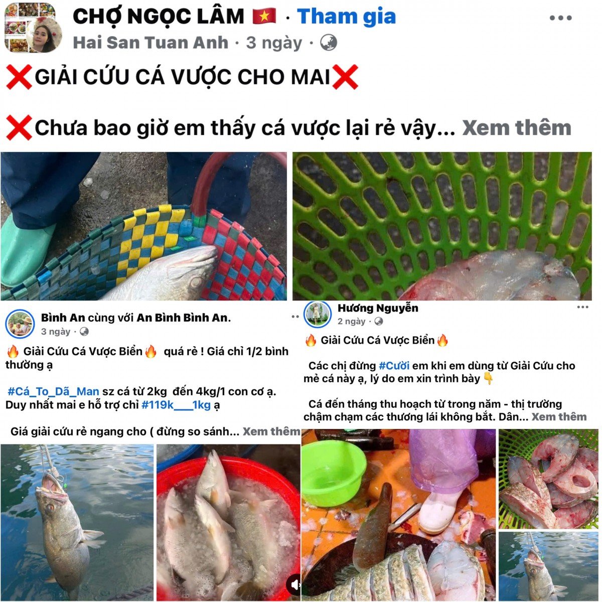 Chợ mạng rầm rộ rao bán "giải cứu" cá vược giá rẻ