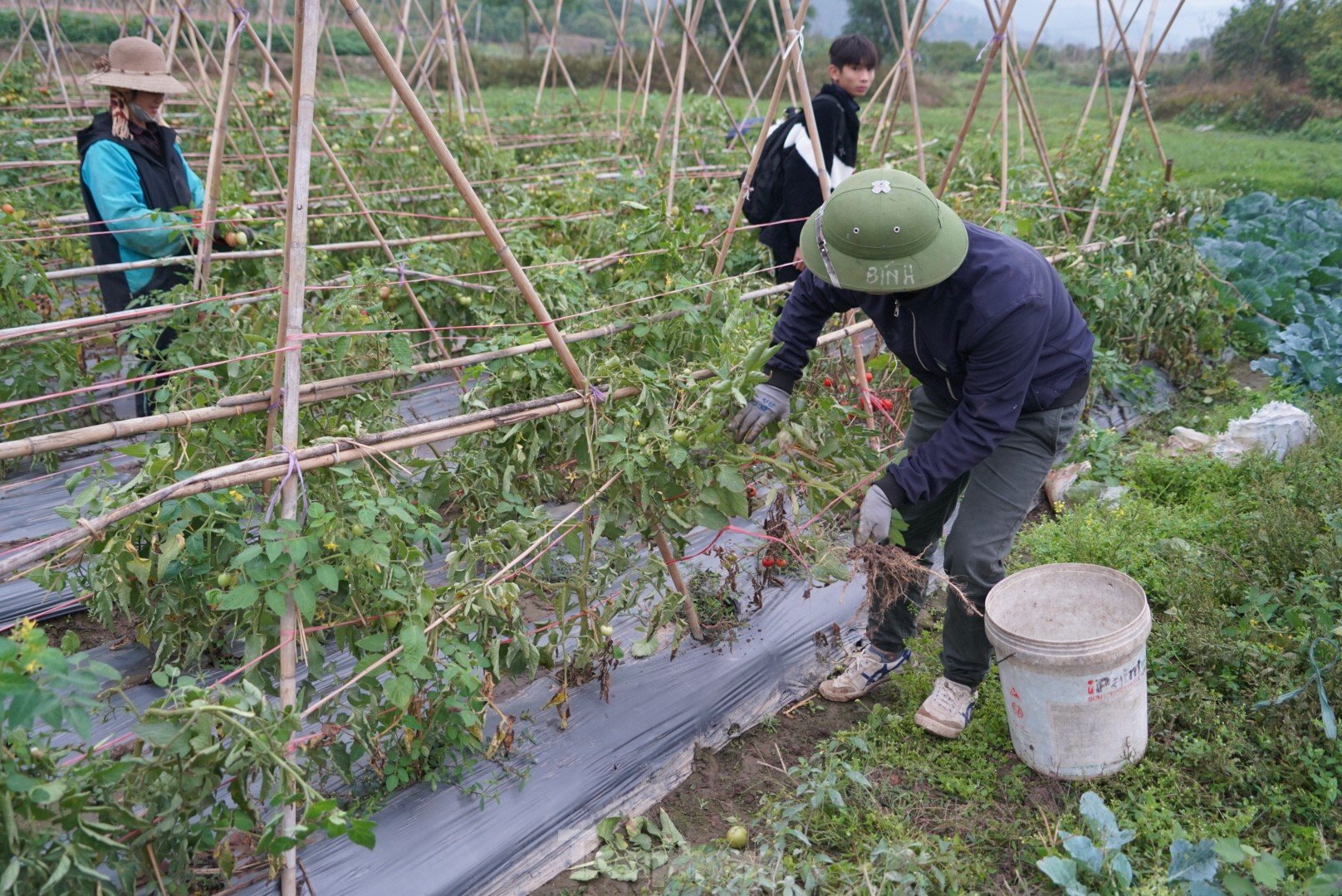 Hàng chục tấn cà chua chín đầy vườn không người mua ảnh 12