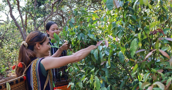 Rau nhip ជាបន្លែព្រៃពិសេសនៅ Lam Dong ផ្អែមដូច MSG ដាំដុះដោយជោគជ័យដោយអ្នកស្រុក លក់ដូចនំខេក