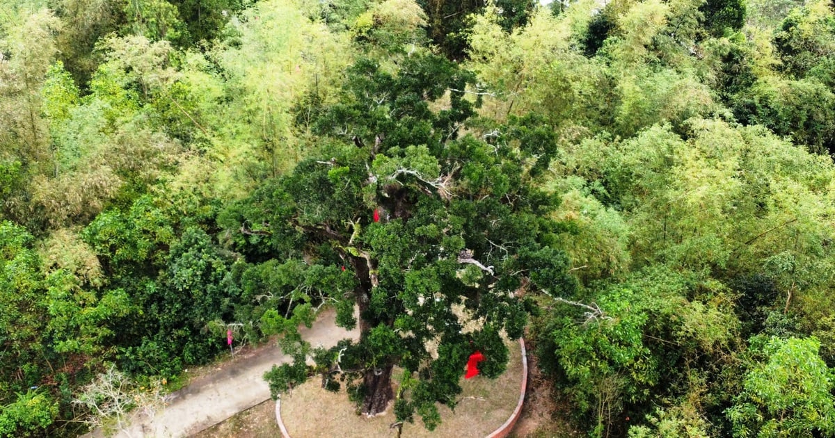 The mystery of the 500-year-old honey tree in Ky Anh tunnel