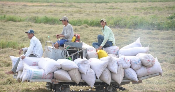 Nuevo movimiento desde India, los precios mundiales del arroz siguen cayendo, el arroz vietnamita cae a un nuevo nivel