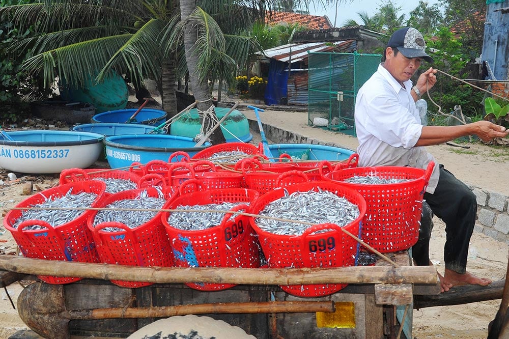 Một loài cá xuất hiện dày đặc, ngư dân đánh tàu đi 1 đêm bắt được hàng tấn, lãi ngay 20-40 triệu đồng - Ảnh 3.