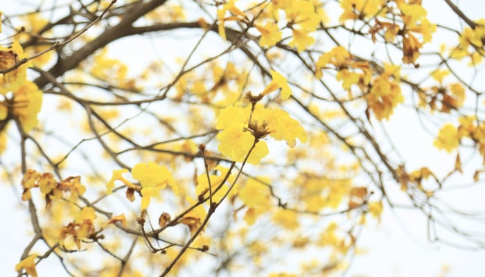 Brilliant yellow wind chimes under the spring weather in Hanoi