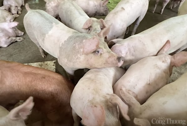 Pig price today 21/2/2025: The highest in the South