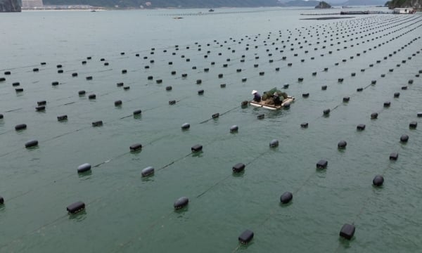 Pour aider les habitants de Van Don à se sentir en sécurité dans l'aquaculture