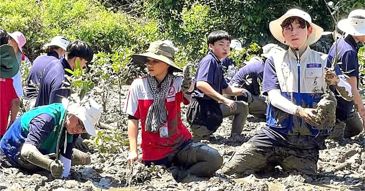 Young Koreans come to Ho Chi Minh City to wade through mud to plant trees and build friendship