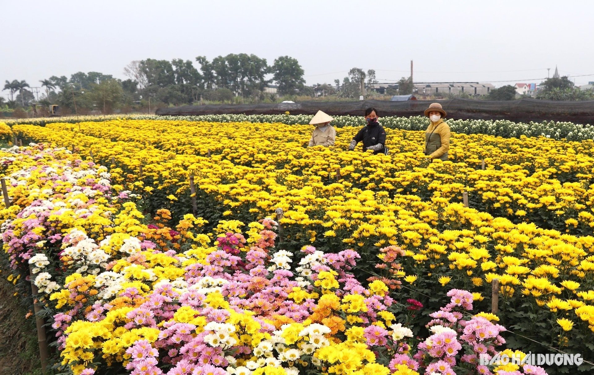 chrysanthemum-2.jpg