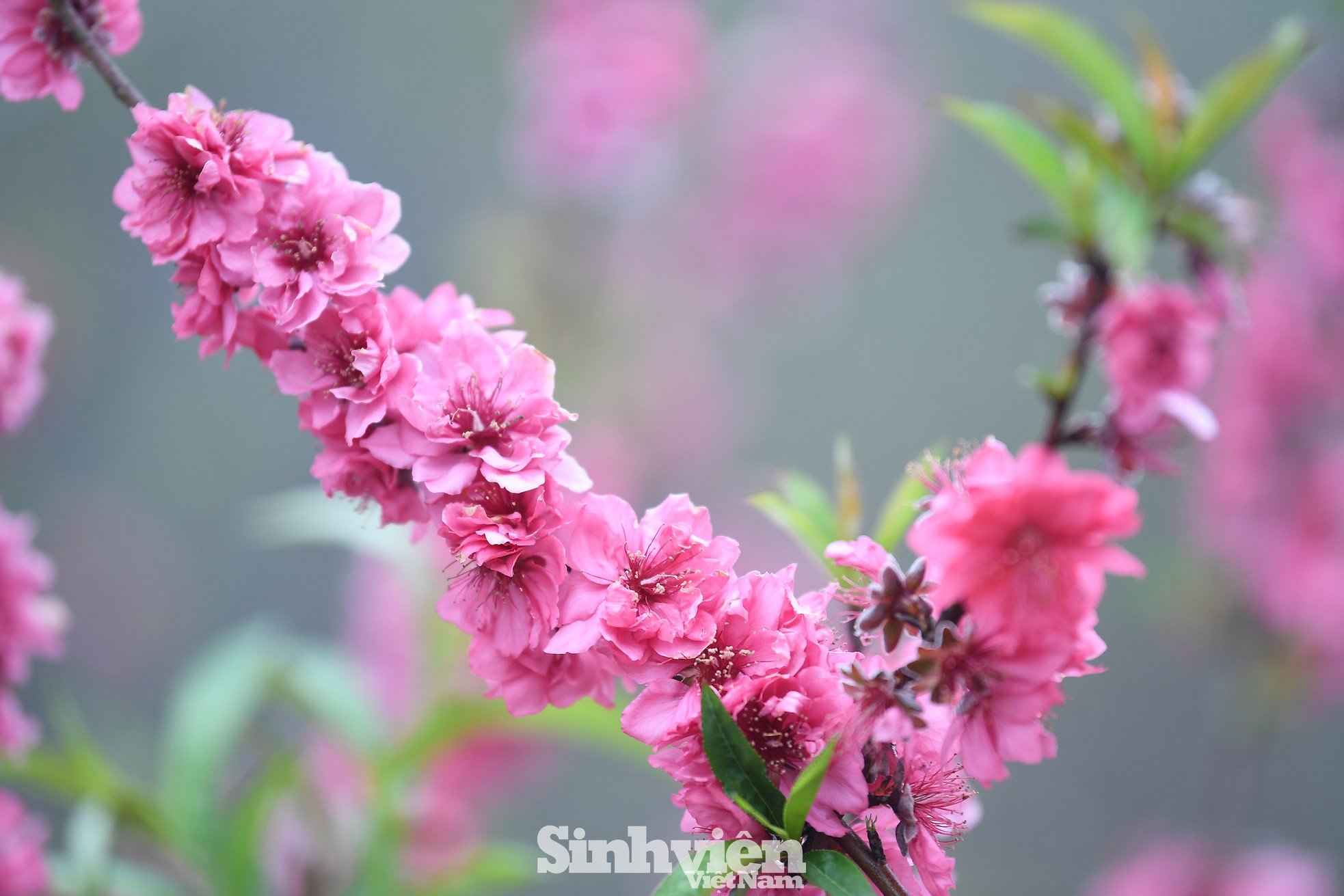 Checken Sie ein im weiß-rosa „Paradies“ in den Bergen und Wäldern des Nordostens