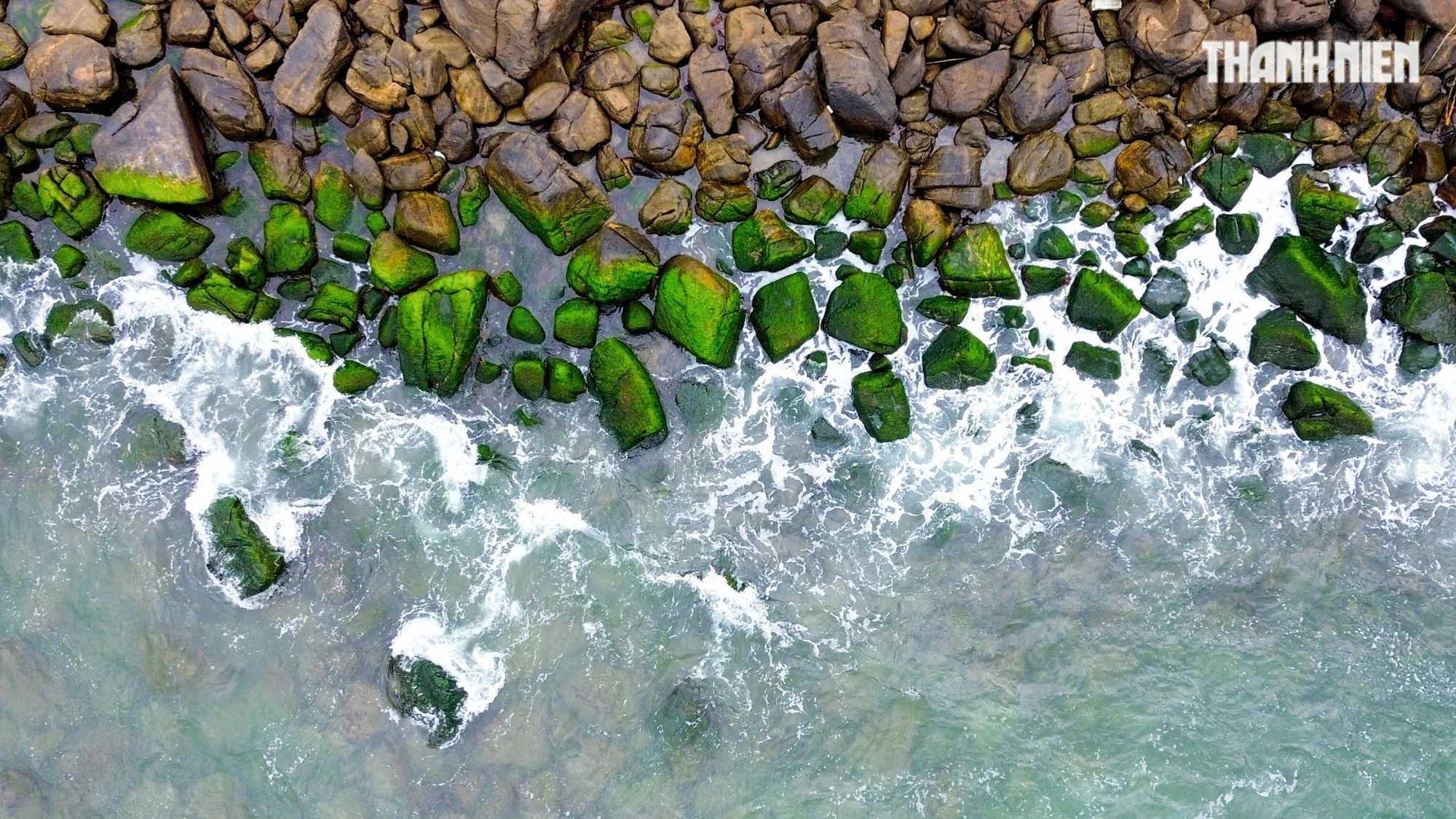 Observando el musgo verde en el mar, sólo una vez al año