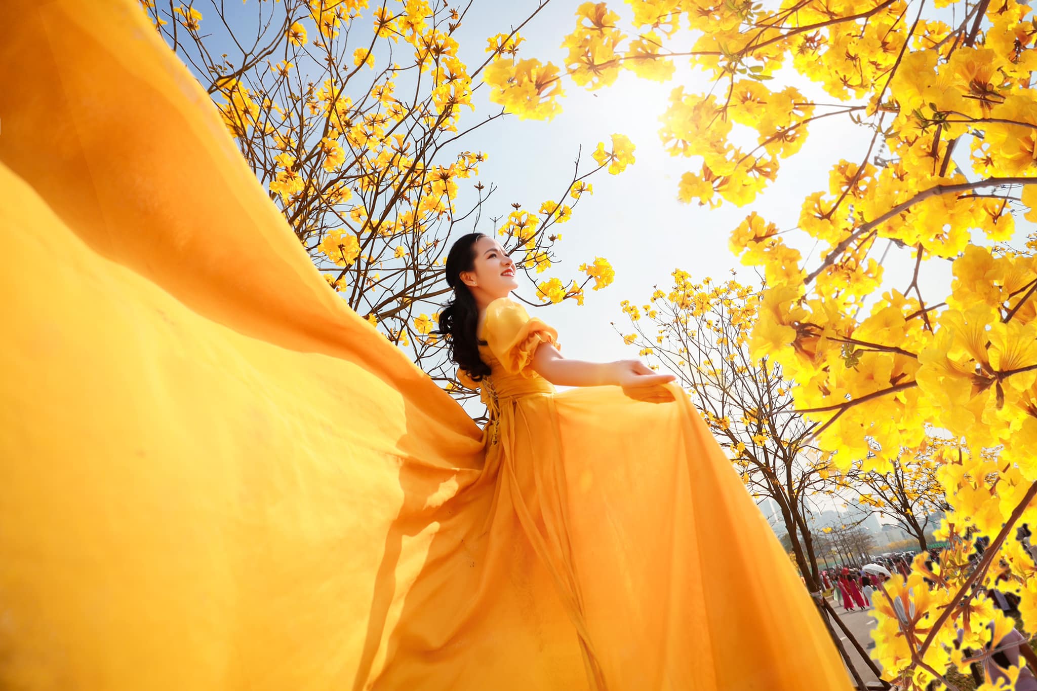 Las flores del carillón de viento florecen de un amarillo brillante, mostrando sus colores en el clima primaveral de Hanoi.