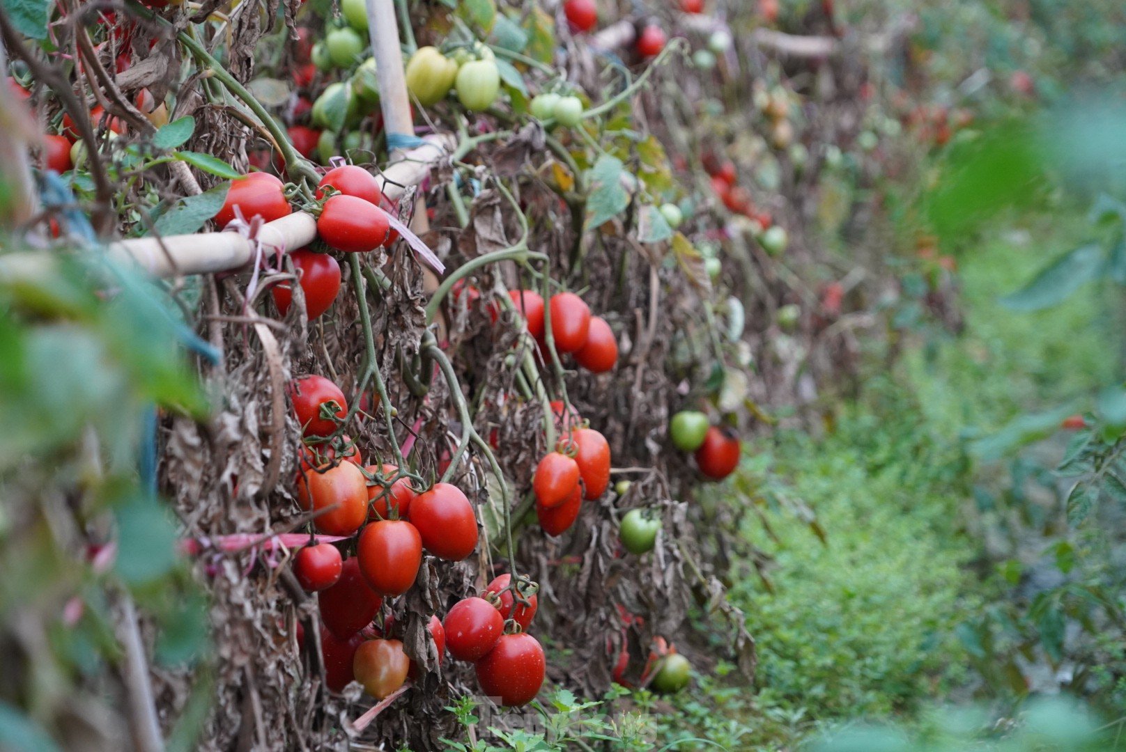 Toneladas de tomates maduros en el huerto sin compradores foto 5