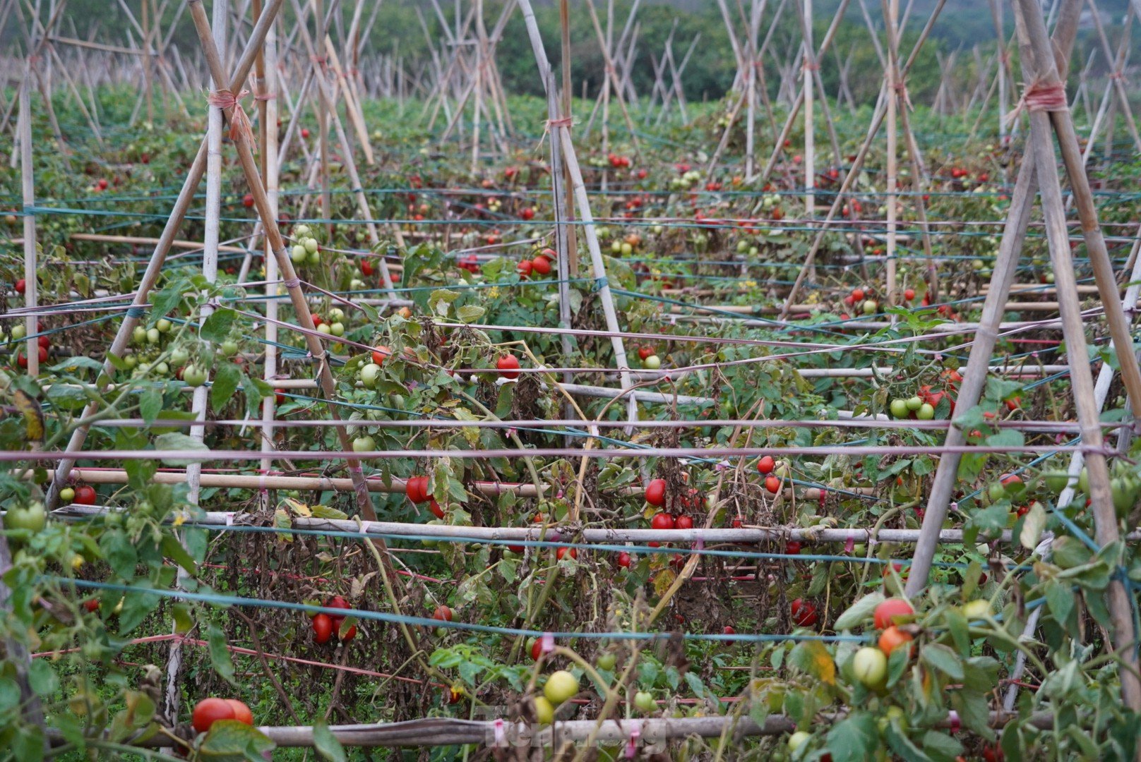 Toneladas de tomates maduros en el huerto sin compradores foto 1